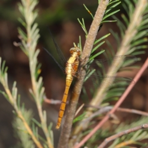 Orthetrum villosovittatum at Acton, ACT - 27 Dec 2019 12:05 PM