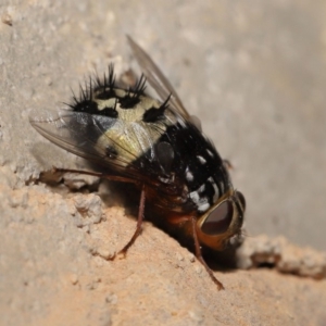 Formosia (Euamphibolia) speciosa at Acton, ACT - 27 Dec 2019