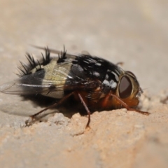 Formosia (Euamphibolia) speciosa at Acton, ACT - 27 Dec 2019