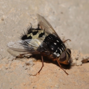 Formosia (Euamphibolia) speciosa at Acton, ACT - 27 Dec 2019