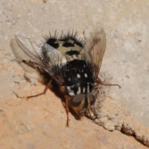 Formosia (Euamphibolia) speciosa at Acton, ACT - 27 Dec 2019