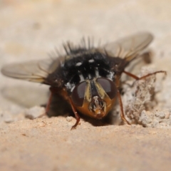 Formosia (Euamphibolia) speciosa at Acton, ACT - 27 Dec 2019