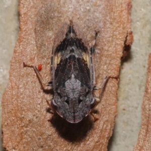 Stenocotis depressa at Acton, ACT - 27 Dec 2019 12:25 PM