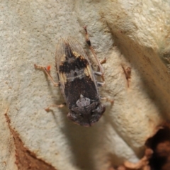 Stenocotis depressa at Acton, ACT - 27 Dec 2019