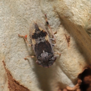 Stenocotis depressa at Acton, ACT - 27 Dec 2019 12:25 PM