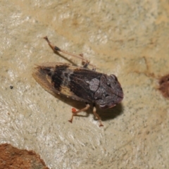 Stenocotis depressa at Acton, ACT - 27 Dec 2019 12:25 PM