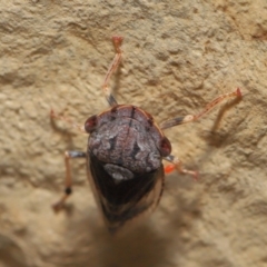 Stenocotis depressa at Acton, ACT - 27 Dec 2019 12:25 PM