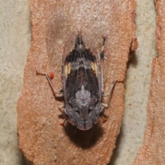 Stenocotis depressa at Acton, ACT - 27 Dec 2019 12:25 PM