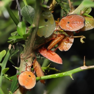 Musgraveia sulciventris (Bronze Orange Bug) at ANBG - 27 Dec 2019 by TimL