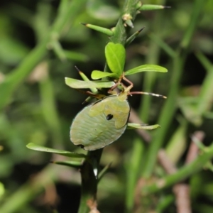 Musgraveia sulciventris at Acton, ACT - 27 Dec 2019