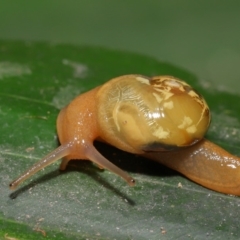 Mysticarion porrectus (Golden Semi-slug) at ANBG - 27 Dec 2019 by Tim L