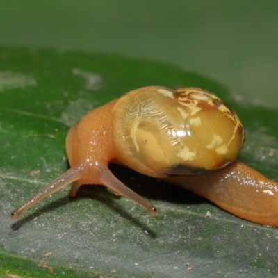 Mysticarion porrectus (Golden Semi-slug) at Acton, ACT - 27 Dec 2019 by Tim L