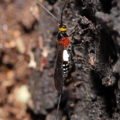 Braconidae (family) (Unidentified braconid wasp) at ANBG - 27 Dec 2019 by TimL