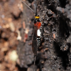 Braconidae (family) at Acton, ACT - 27 Dec 2019