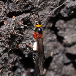 Braconidae (family) at Acton, ACT - 27 Dec 2019