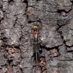 Braconidae (family) at Acton, ACT - 27 Dec 2019