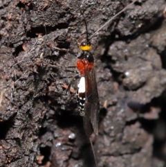 Braconidae (family) at Acton, ACT - 27 Dec 2019