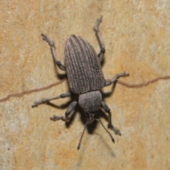 Rhinaria granulosa (Weevil) at Acton, ACT - 27 Dec 2019 by TimL