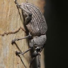 Rhinaria granulosa at Acton, ACT - 27 Dec 2019