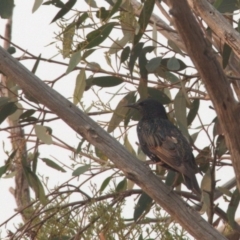 Sturnus vulgaris (Common Starling) at Amaroo, ACT - 30 Dec 2019 by Lomandra