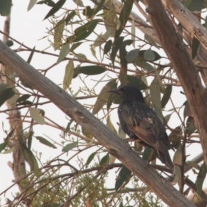 Sturnus vulgaris at Amaroo, ACT - 30 Dec 2019