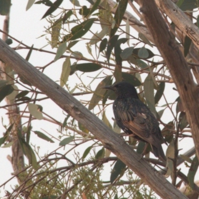 Sturnus vulgaris (Common Starling) at Amaroo, ACT - 29 Dec 2019 by Lomandra