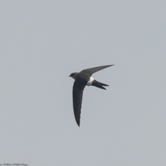 Apus pacificus (Pacific Swift) at West Belconnen Pond - 30 Dec 2019 by Roger