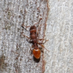 Podomyrma sp. (genus) (Muscleman Tree Ant) at ANBG - 28 Oct 2018 by TimL