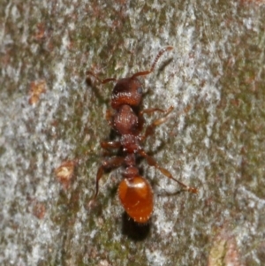 Podomyrma sp. (genus) at Acton, ACT - 28 Oct 2018