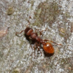 Podomyrma sp. (genus) at Acton, ACT - 28 Oct 2018