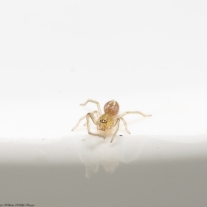 Clubiona sp. (genus) at Macgregor, ACT - 29 Dec 2019