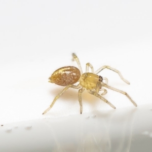 Clubiona sp. (genus) at Macgregor, ACT - 29 Dec 2019 04:09 PM