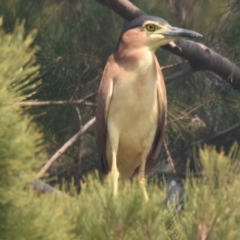 Nycticorax caledonicus (Nankeen Night-Heron) at Yerrabi Pond - 29 Dec 2019 by Thurstan