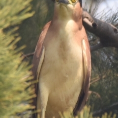 Nycticorax caledonicus at Ngunnawal, ACT - 30 Dec 2019