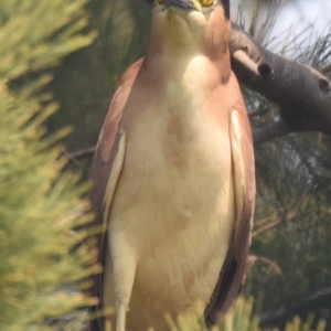 Nycticorax caledonicus at Ngunnawal, ACT - 30 Dec 2019