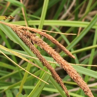 Carex polyantha (A Sedge) at Cotter Reserve - 29 Dec 2019 by JaneR