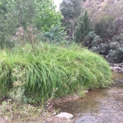 Carex polyantha at Paddys River, ACT - 29 Dec 2019 04:06 PM