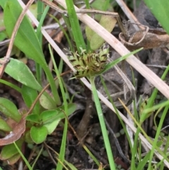 Cyperus sanguinolentus (A Sedge) at Cotter Reserve - 29 Dec 2019 by JaneR