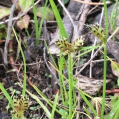 Cyperus sanguinolentus at Paddys River, ACT - 29 Dec 2019 04:50 PM