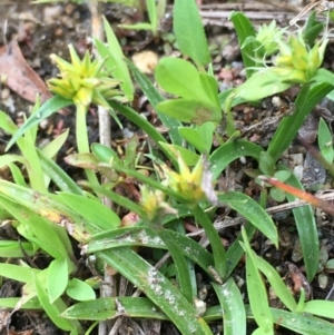 Cyperus sphaeroideus at Paddys River, ACT - 29 Dec 2019