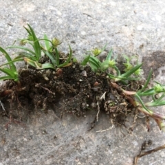 Cyperus sphaeroideus at Paddys River, ACT - 29 Dec 2019