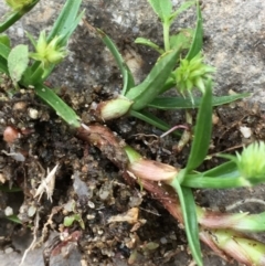 Cyperus sphaeroideus at Paddys River, ACT - 29 Dec 2019