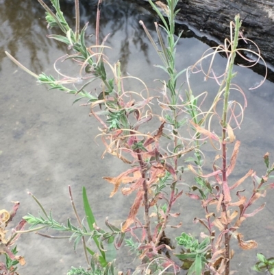 Epilobium billardiereanum (Willowherb) at Cotter Reserve - 29 Dec 2019 by JaneR