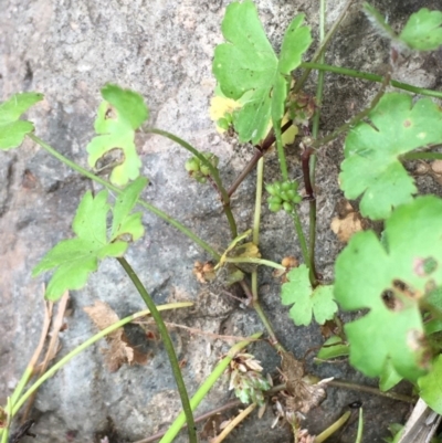 Hydrocotyle sibthorpioides (A Pennywort) at Paddys River, ACT - 29 Dec 2019 by JaneR