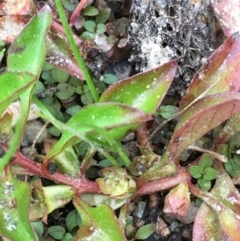 Ludwigia palustris (Marsh Purslane) at Cotter Reserve - 29 Dec 2019 by JaneR