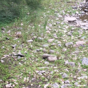 Ludwigia palustris at Paddys River, ACT - 29 Dec 2019