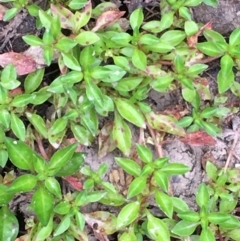 Ludwigia palustris at Paddys River, ACT - 29 Dec 2019