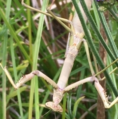 Mantodea (order) (Unidentified praying mantis) at Cotter Reserve - 29 Dec 2019 by JaneR