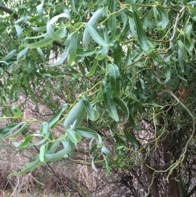 Salix matsudana (Tortured Willow) at Paddys River, ACT - 29 Dec 2019 by JaneR