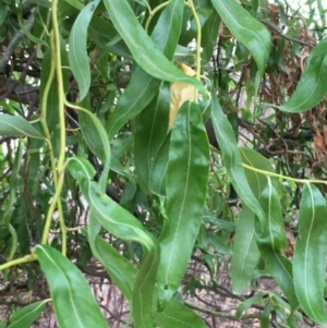 Salix matsudana at Paddys River, ACT - 29 Dec 2019